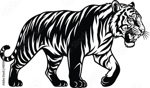 Black and white tiger vector illustration wildlife animal predator art eps silhouette