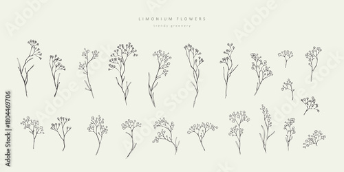 Set of limonium flowers. Hand drawn line leaves branches and blooming. Wedding elegant wildflowers for invitation save the date card. Vector trendy