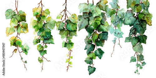 Lush green hanging vines with delicate leaves cascading against a bright white background