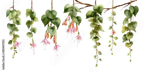 Delicate pink fuchsia flowers and green leaves hanging gracefully from a branch against a white background