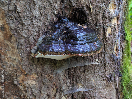 Baum, Pilz, Baum Pilz, Baumstamm, Wald, Herbst
