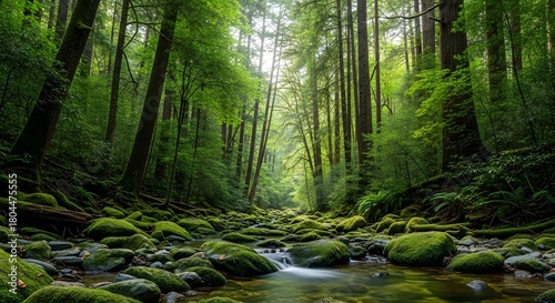 Fototapeta Naklejka Na Ścianę i Meble -  Sunlight filters through lush green ancient forest with mossy rocks and stream