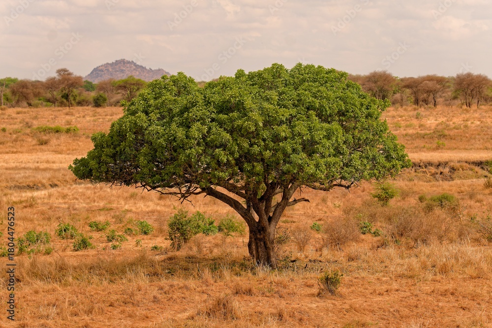 Fototapeta premium Kigelia africana tree standing in dry savanna landscape with distant hills, Tarangire National Park, Tanzania, East Africa.