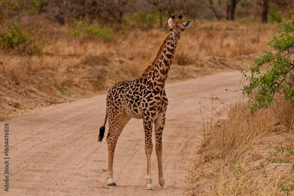 Fototapeta premium Giraffe standing on a dirt road in dry savanna landscape during safari, Tarangire National Park, Tanzania, East Africa.