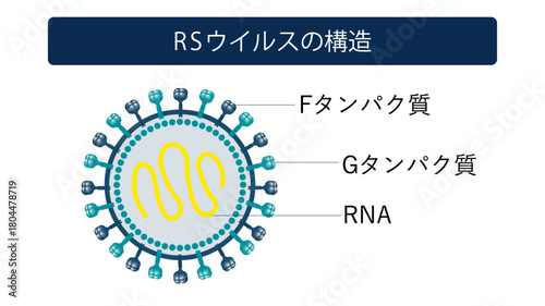 RSワクチン　RSウイルスの構造