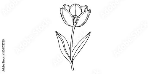 Tulip flower outline icon vector