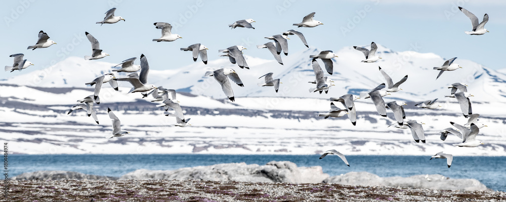 Fototapeta premium flock of kittiwakes in a winter landscape on spitsbergen Norway