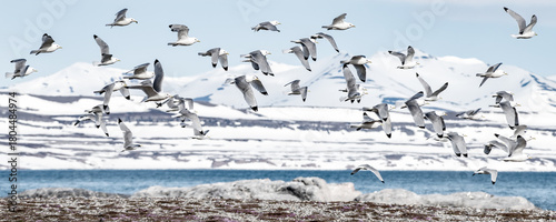 flock of kittiwakes in a winter landscape on spitsbergen Norway