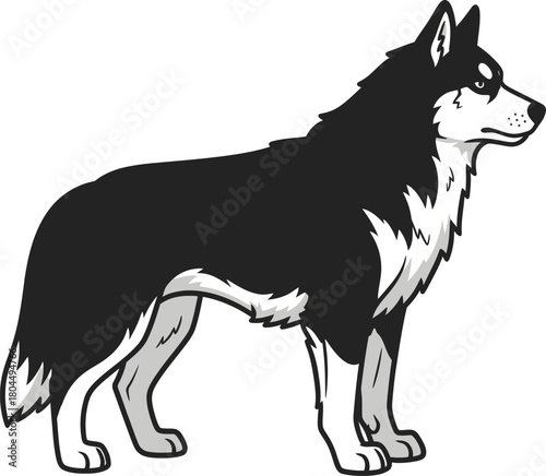 Illustration of black and white husky dog breed side view vector art eps silhouette