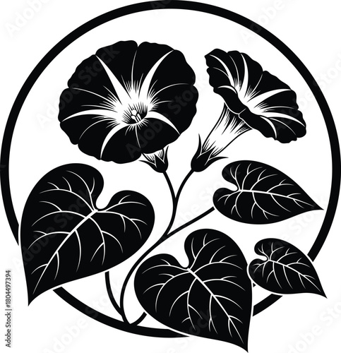 Black and white morning glory flower illustration vector graphics art eps silhouette