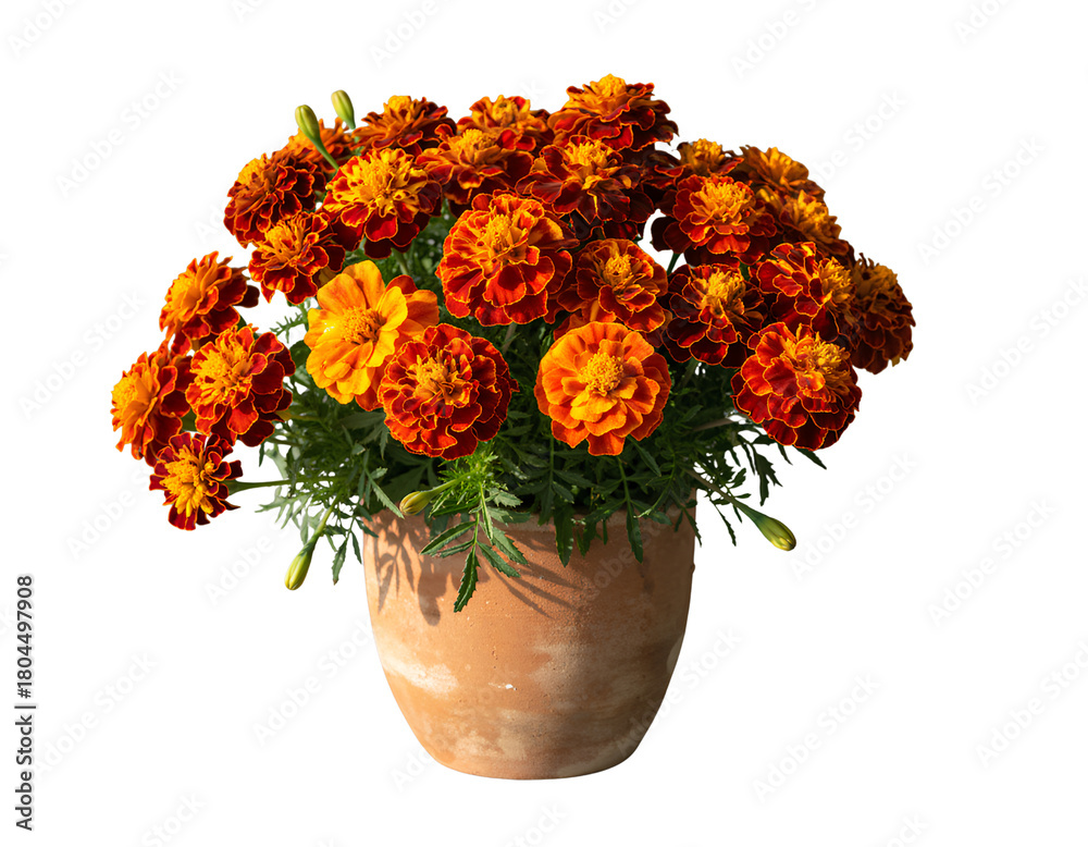 Fototapeta premium Marigold bouquet in terracotta pot on transparent background