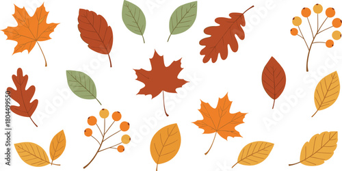 Autumn Leaves Vector Collection Featuring Maple, Oak, and Berries in Warm Fall Colors, Ideal for Seasonal Decoration, Thanksgiving, and Nature-Themed Designs