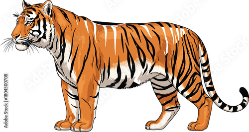 Tiger, wildlife, jungle predator, big cat, Bengal tiger, striped animal, nature, forest, endangered species, majestic beast, cad drawing flat vector illustration