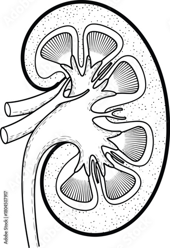 Kidney anatomy diagram human organ urinary system renal structure lineart eps silhouette