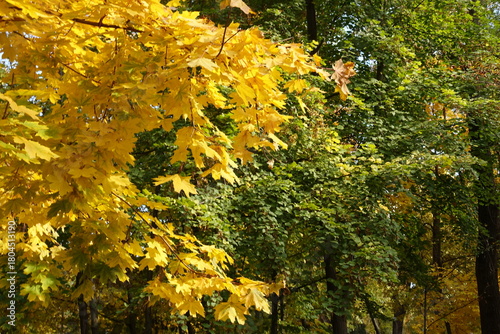 Green and yellow autumnal foliage of Norway maple in mid October