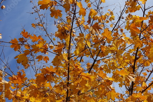 Wallpaper Mural Orangey yellow autumnal foliage of Norway maple against blue sky in October Torontodigital.ca