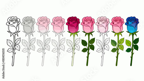 The process of drawing a rose from line drawing to a complete draft, hand-drawn vector illustration