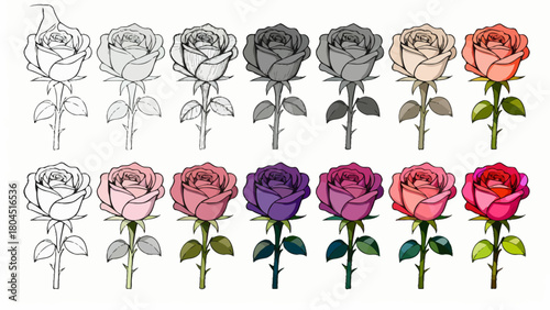 The process of drawing a rose from line drawing to a complete draft, hand-drawn vector illustration