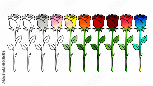 The process of drawing a rose from line drawing to a complete draft, hand-drawn vector illustration