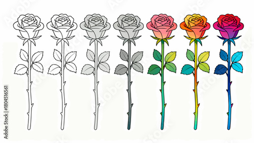 The process of drawing a rose from line drawing to a complete draft, hand-drawn vector illustration