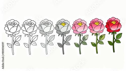 The process of drawing a rose from line drawing to a complete draft, hand-drawn vector illustration