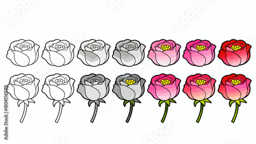 The process of drawing a rose from line drawing to a complete draft, hand-drawn vector illustration