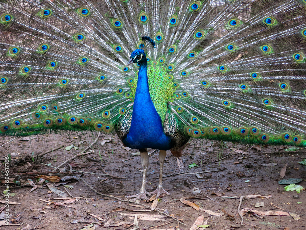 Obraz premium Pavão IMG_0153