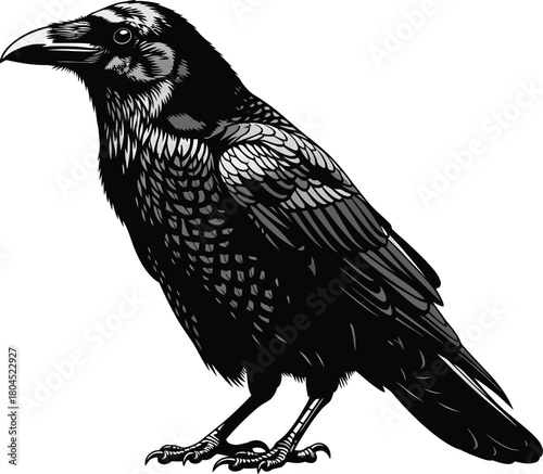 Detailed black and white raven illustration vector graphic design art eps silhouette