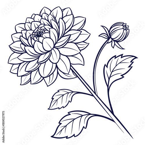 Dahlia Flower Line Art with Bloom and Bud