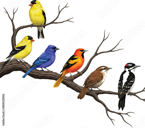 Collection of North American Songbirds