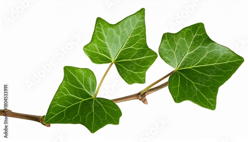 Green Leaves Of A Ivy Hedera Branch Isolated On Transparent Background Png Image Compositing Footage Alpha Channel