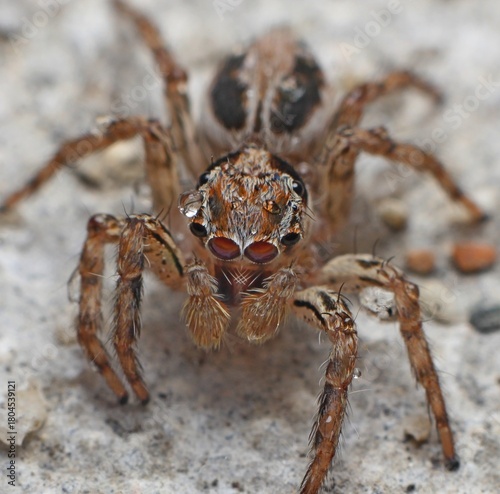 TOO COOL FOR CRAWL He's the most fashionable spider in the world... The cool critter stunned a homeowner in Kelantan, Malaysia