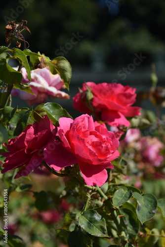 Close-up of roses in a rose garden