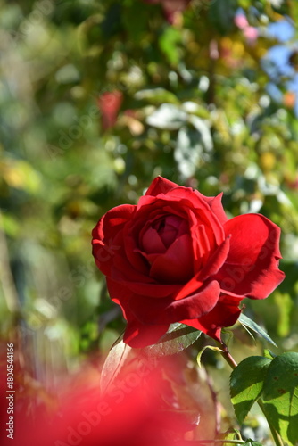 Close-up of roses in a rose garden