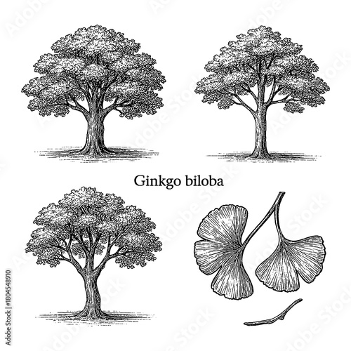 Ginkgo biloba tree and leaf set in detailed vintage botanical engraving style, Transparent Background