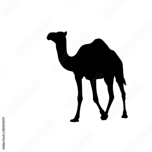 Black silhouette of a dromedary camel walking, isolated on a white background, side view.