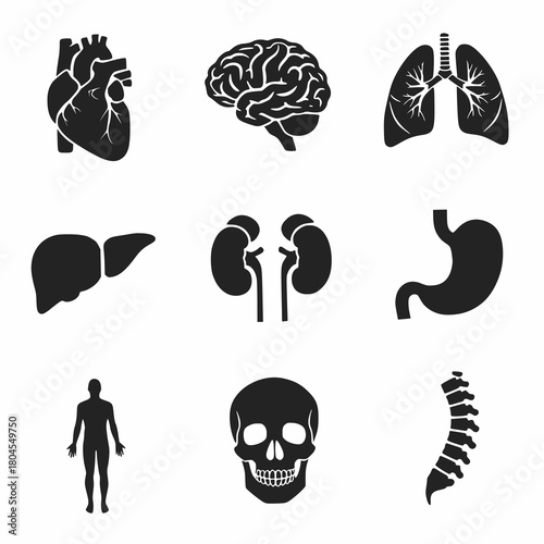 Anatomical icons showcase human body parts, heart, brain, lungs, liver, kidneys, stomach, skeleton and spine, symbolizing health, medicine, and biology for educational or medical visuals