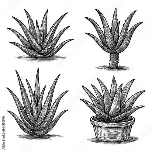 Aloe Vera Set in Vintage Botanical Engraving Style, Transparent Background