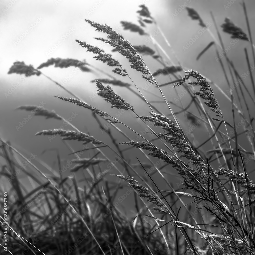 Obraz premium Wind-Swept Grain Stalks