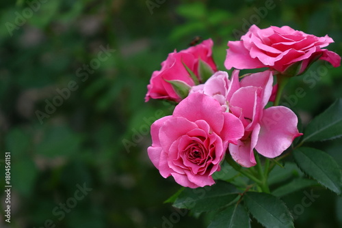 花の女王