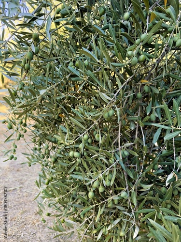 Wallpaper Mural Close up of green olives on tree in Jaen countryside Torontodigital.ca