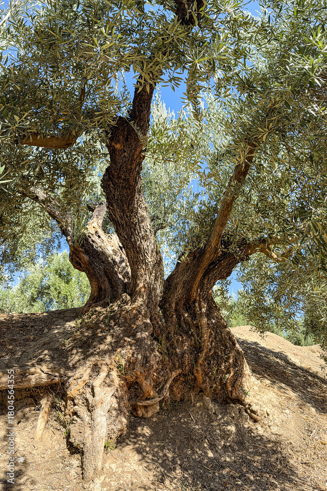 Obraz premium Ancient olive tree with a huge twisted trunk in southern Spain