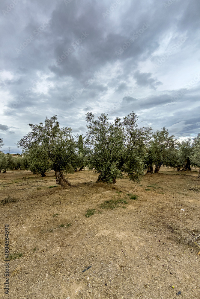 Fototapeta premium Centenary olive grove in mountainous landscape of southern Spain