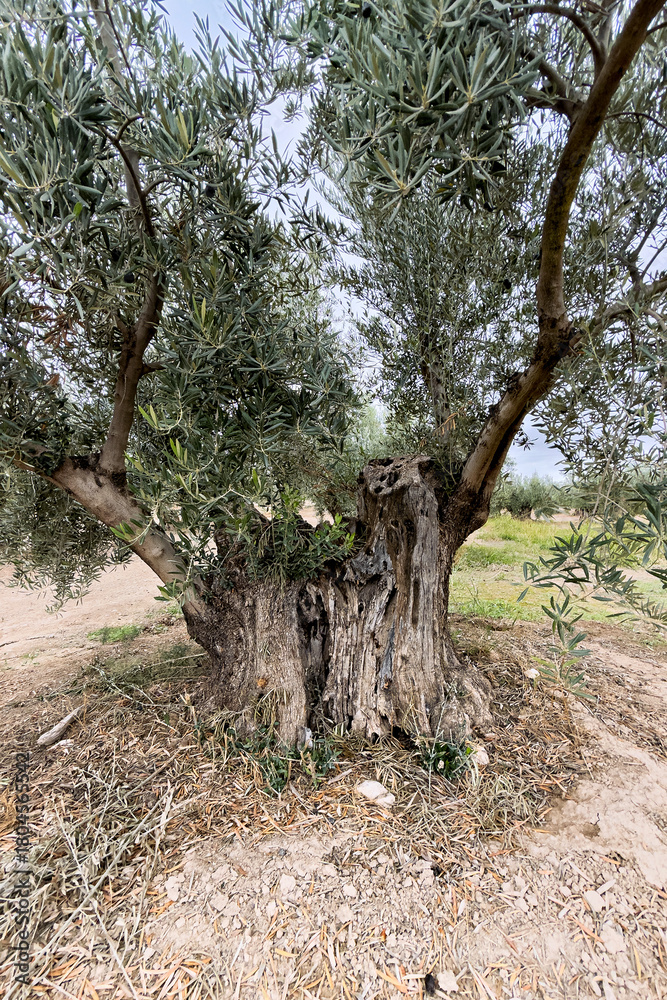 Fototapeta premium Ancient olive tree with a huge twisted trunk in southern Spain