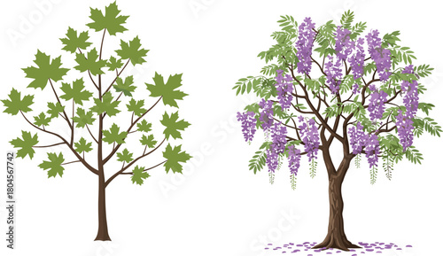 Green leafy tree, purple flowering tree, seasonal contrast, botanical illustration, nature education, vibrant foliage, spring blossoms, deciduous tree art