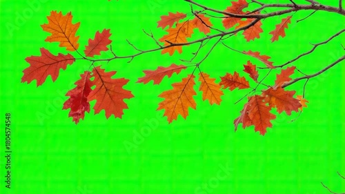 oak leaves isolated on green screen vfx projects video