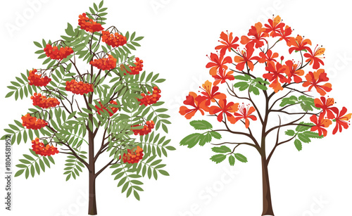Tree comparison with berries and flowers, red-orange contrast, compound leaves, tropical flora diversity, botanical study, nature texture, garden inspiration