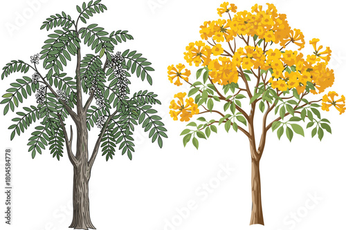 Botanical tree contrast, fruiting foliage, yellow flowering tree, tropical nature diversity, compound leaves, plant identification, educational flora, garden inspiration