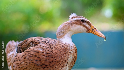Foto portrait of a duck drinking