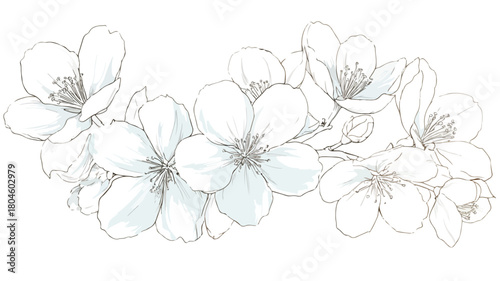Elegant Jasmine Flowers Vector Design with White Outline on Isolated Background